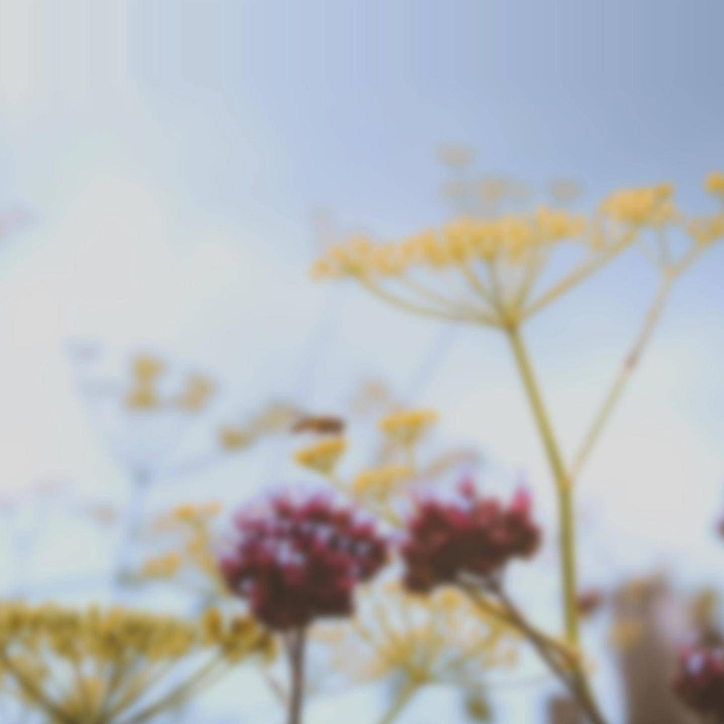 苹果 iOS 16 更新带来全新 Home 壁纸，你可以在这里下载