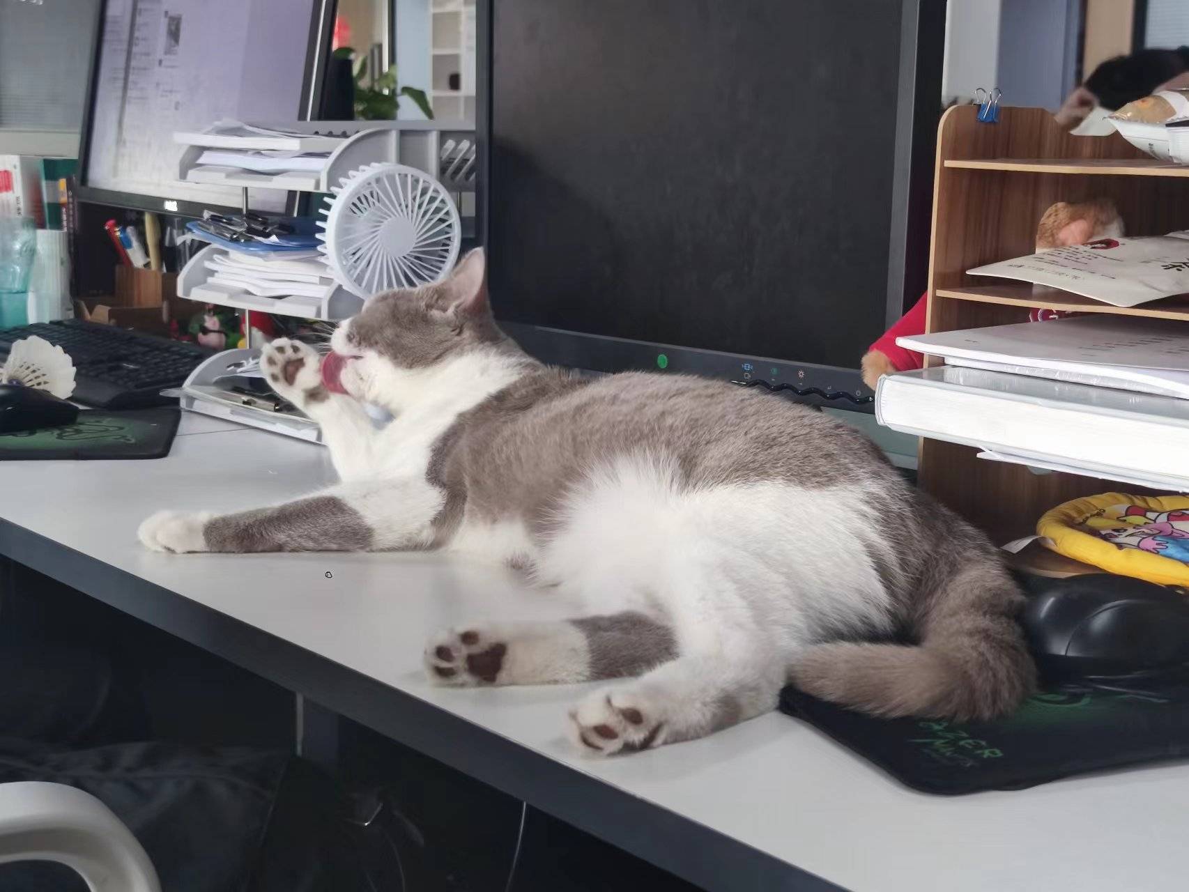 猫咪的交流之声音喵喵喵