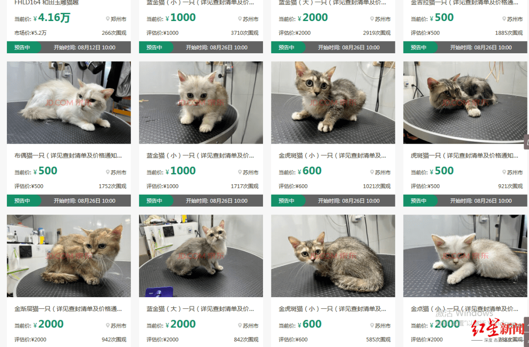 ​喵喵喵？男子欠钱不还，12只猫咪被拍卖！