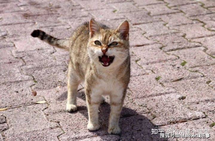 为什么我的猫突然喵喵叫？
