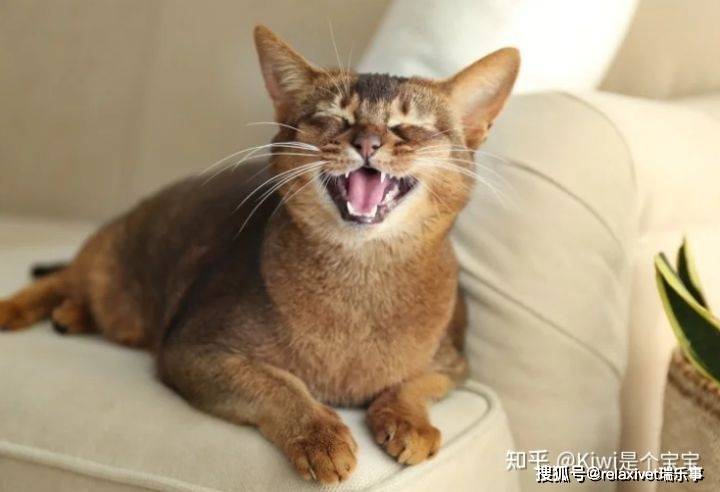 为什么我的猫突然喵喵叫？