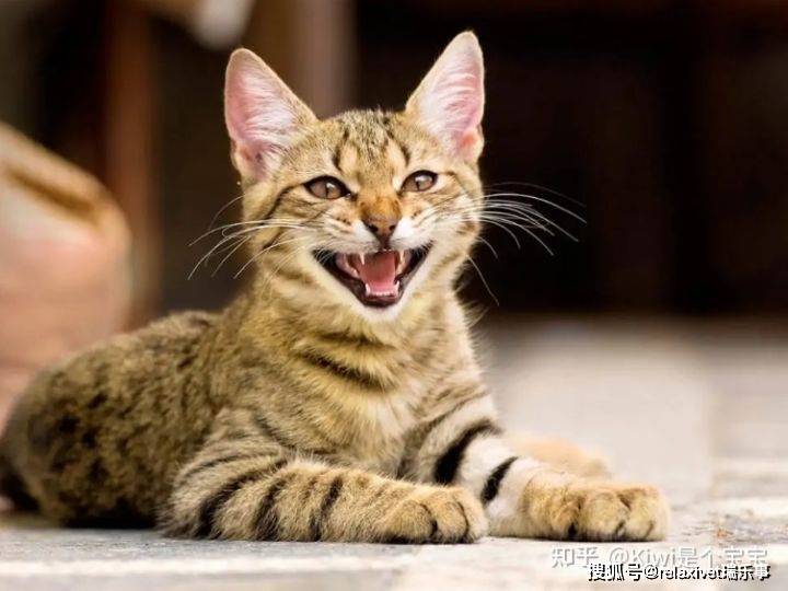 为什么我的猫突然喵喵叫？