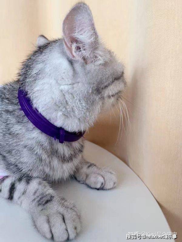 为什么我的猫突然喵喵叫？