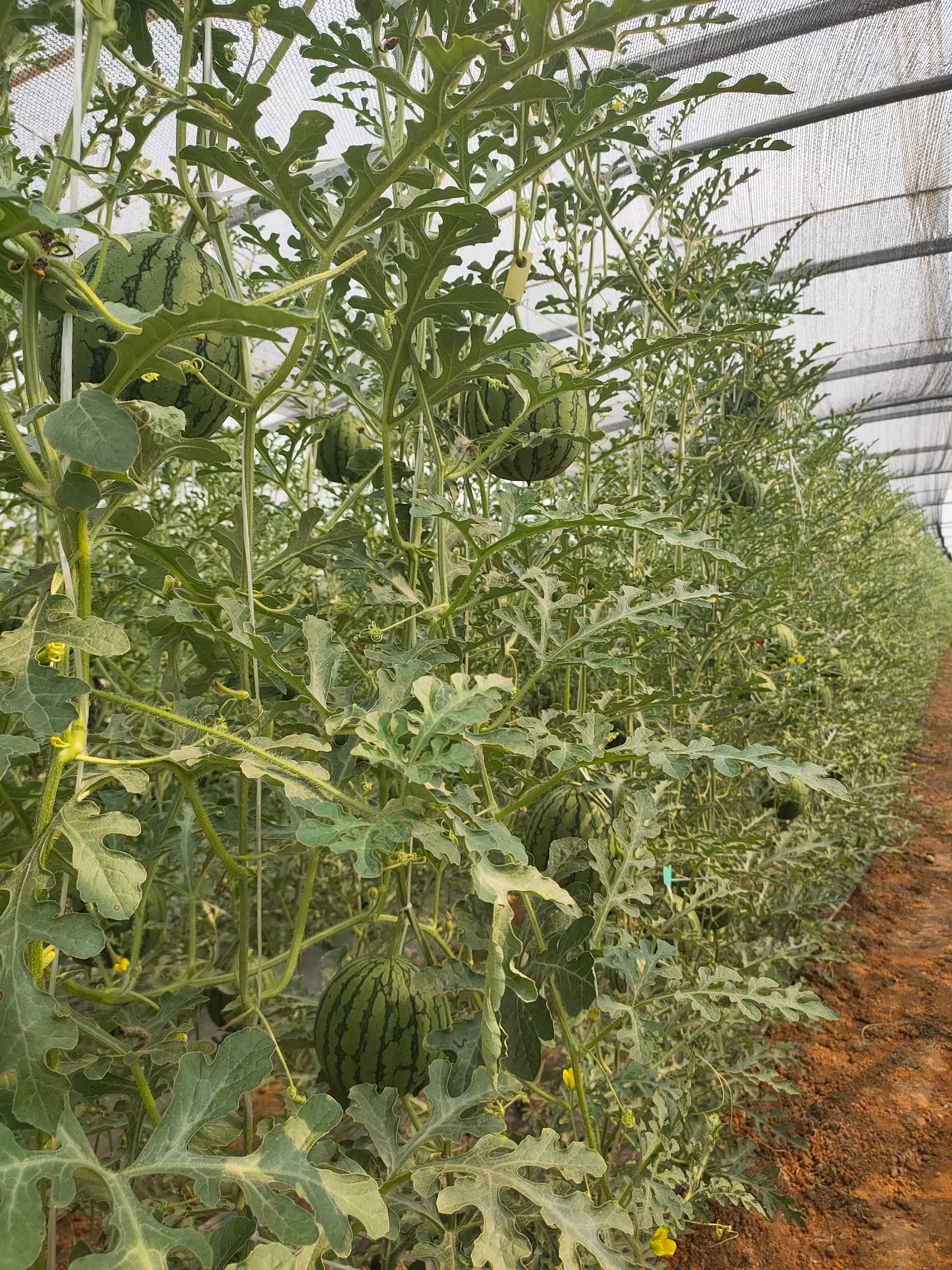费县90后创业典范郑晏龙：西瓜架起致富桥