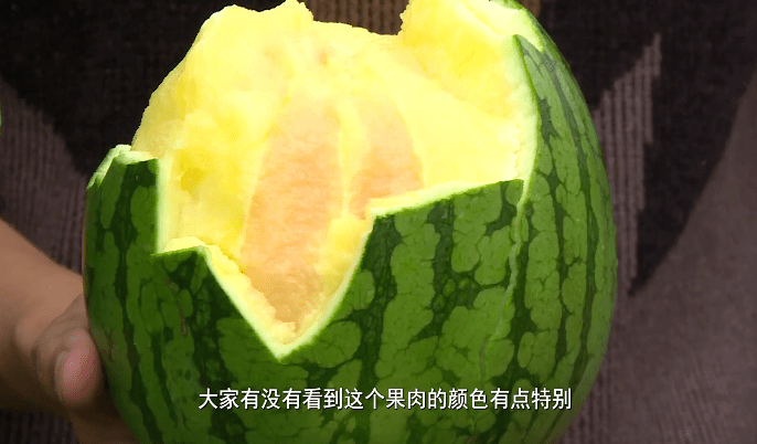 无西瓜不夏天：走！到黄岩北洋这家“西瓜博物馆”手剥西瓜去~