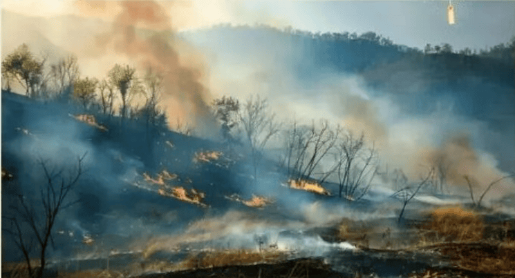 森林防火正当时，防火指南要牢记！