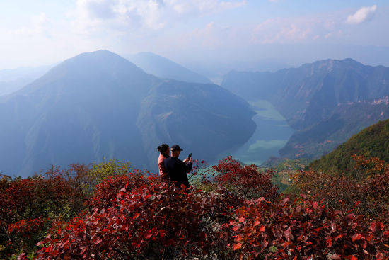 又见巫山红叶红