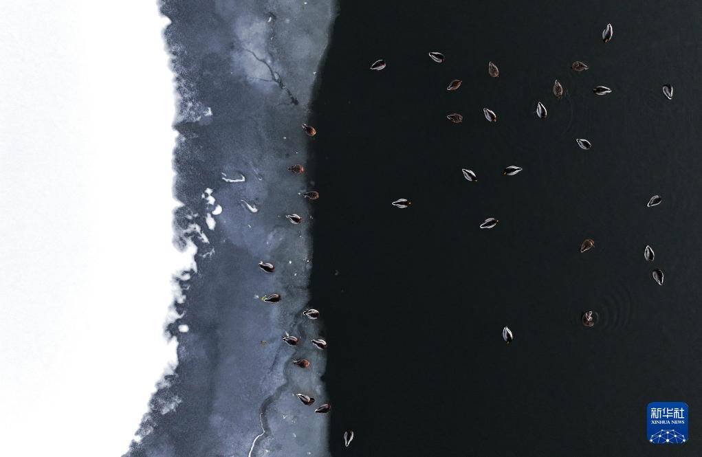 哈尔滨：绿头鸭群戏“寒江雪”